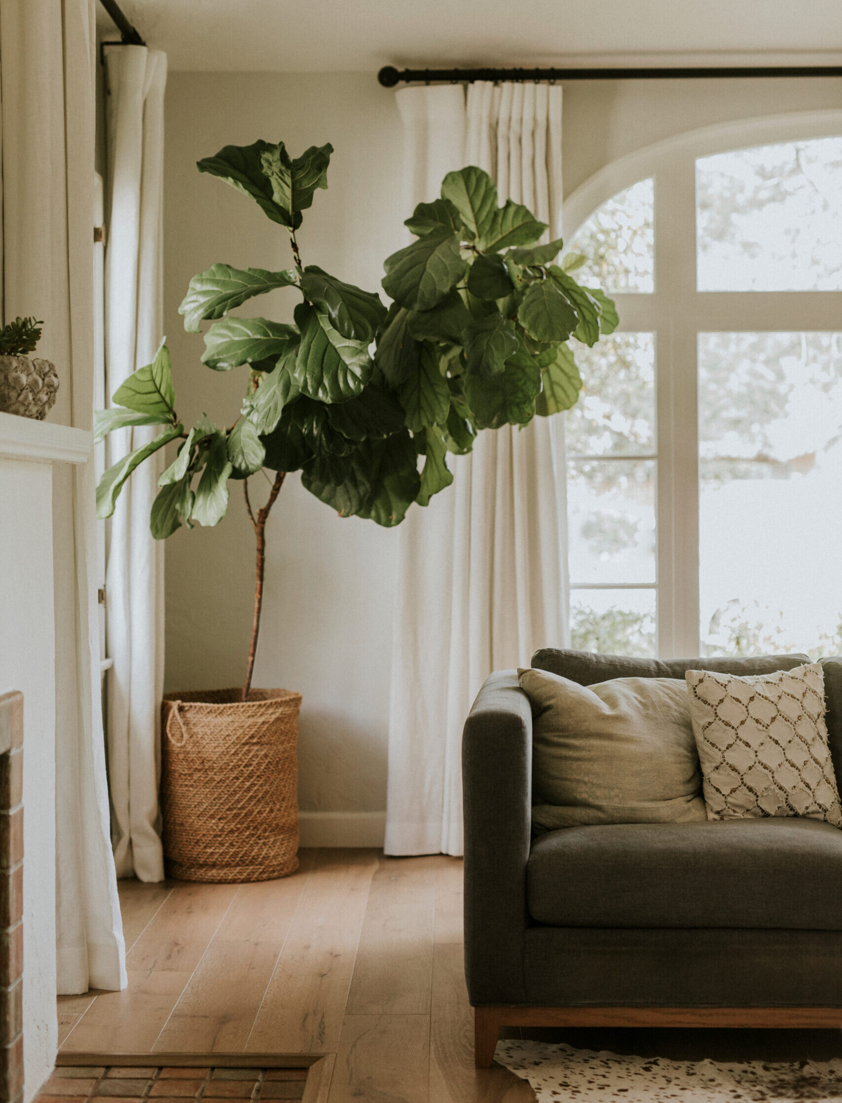 Plant and couch in a room